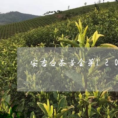 安吉白茶黄金芽1200元/2023033158371