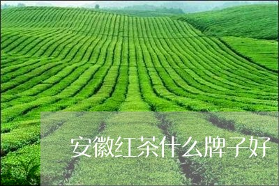 安徽红茶什么牌子好/2023041499480