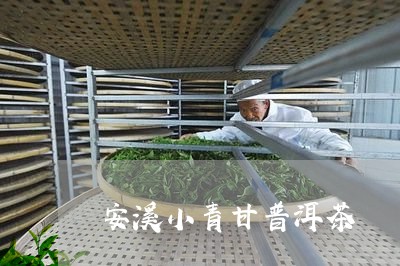 安溪小青甘普洱茶/2023040193927