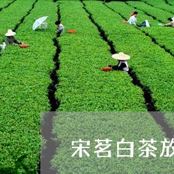 宋茗白茶放了3年还能喝吗/2023033029482