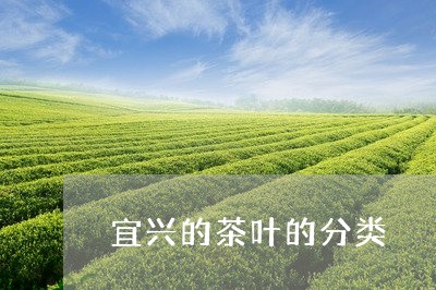 宜兴的茶叶的分类/2023032646069