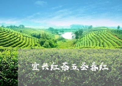 宜兴红茶五圣春红/2023032312823