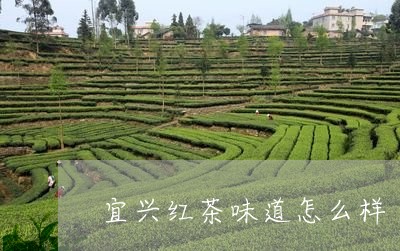 宜兴红茶味道怎么样/2023041473614