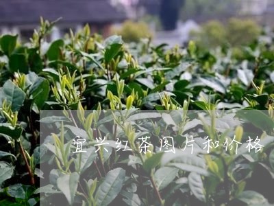 宜兴红茶图片和价格/2023032185062