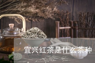 宜兴红茶是什么茶种/2023041683915