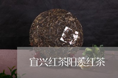 宜兴红茶阳羡红茶/2023032317369