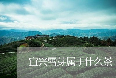 宜兴雪芽属于什么茶/2023031955169