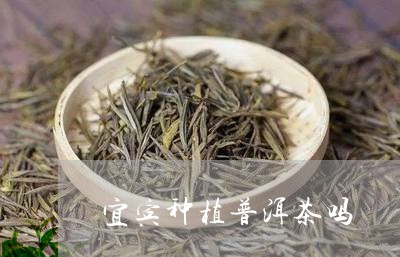 宜宾种植普洱茶吗/2023033004027