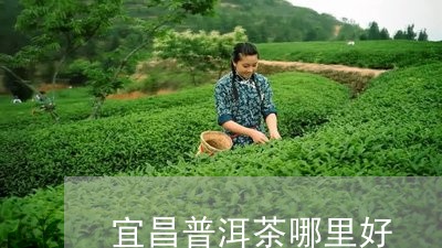 宜昌普洱茶哪里好/2023041093814