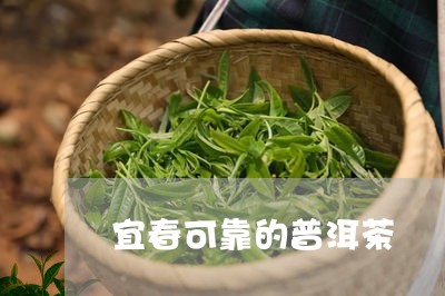 宜春可靠的普洱茶/2023041247371