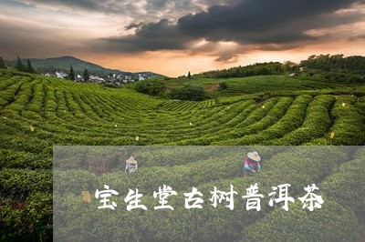 宝生堂古树普洱茶/2023033193928