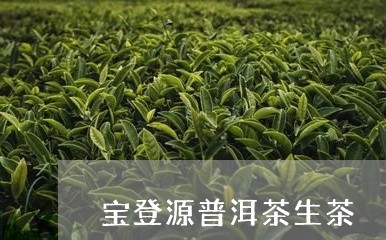 宝登源普洱茶生茶/2023031652025