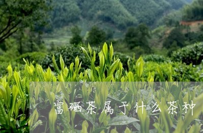 富硒茶属于什么茶种/2023041503849