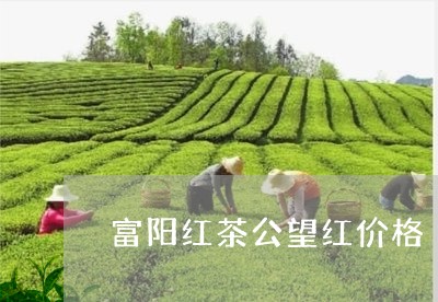 富阳红茶公望红价格/2023041628249