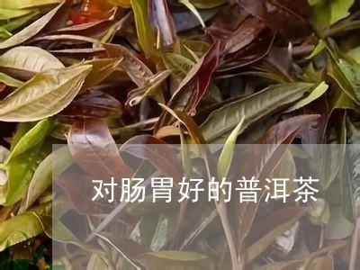 对肠胃好的普洱茶/2023040130582