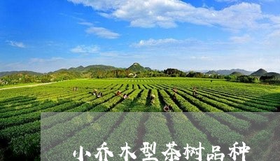 小乔木型茶树品种/2023032478372