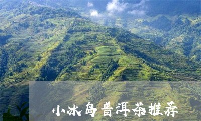 小冰岛普洱茶推荐/2023041203735