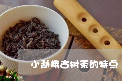 小勐峨古树茶的特点/2023032233957