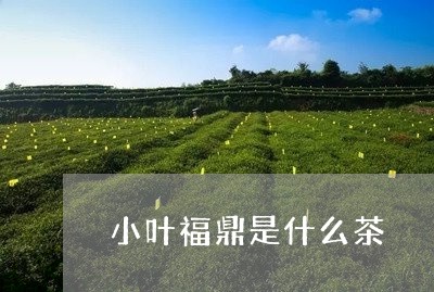 小叶福鼎是什么茶/2023032480895