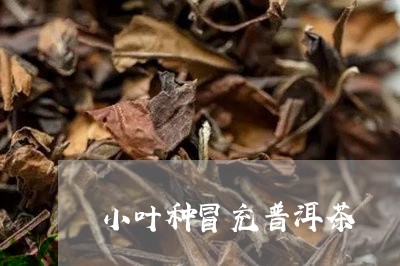 小叶种冒充普洱茶/2023041058573