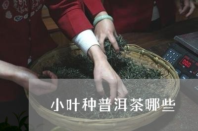 小叶种普洱茶哪些/2023041105925