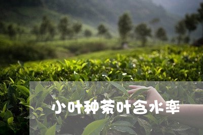 小叶种茶叶含水率/2023032653807