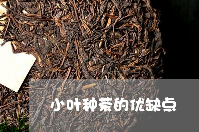 小叶种茶的优缺点/2023032526846