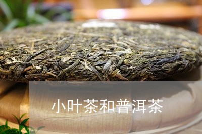 小叶茶和普洱茶/2023041134946