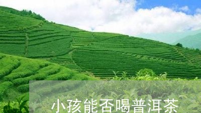 小孩能否喝普洱茶/2023041066259