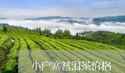 小户寨普洱茶价格/2023031848584