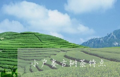 小户赛古树茶特点/2023031871794