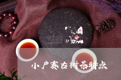 小户赛古树茶特点/2023041405036