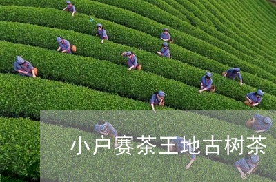 小户赛茶王地古树茶/2023032191937