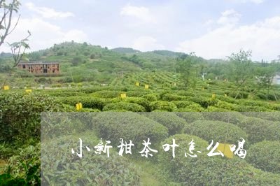 小新柑茶叶怎么喝/2023032624056