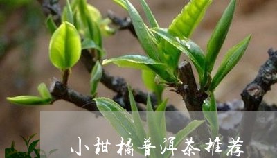 小柑橘普洱茶推荐/2023040914936