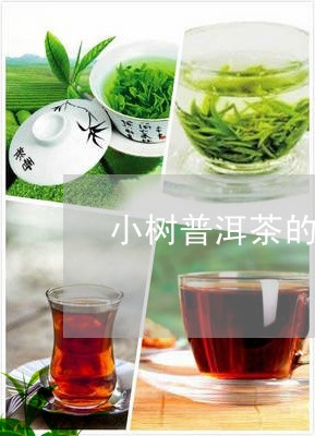 小树普洱茶的口感/2023040985936