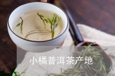 小橘普洱茶产地/2023040144058