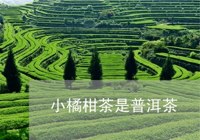 小橘柑茶是普洱茶/2023041174028