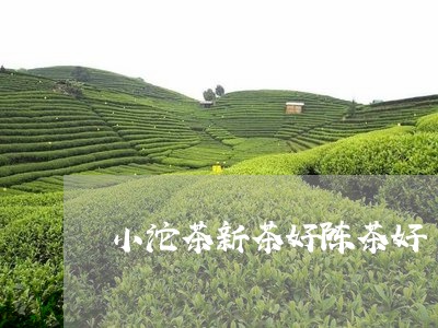 小沱茶新茶好陈茶好/2023032124259