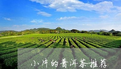 小片的普洱茶推荐/2023041057150