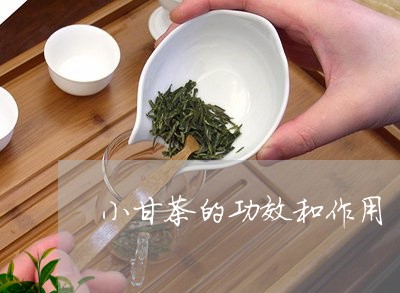 小甘茶的功效和作用/2023032191605