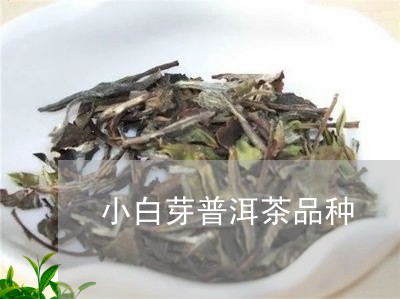 小白芽普洱茶品种/2023041082715