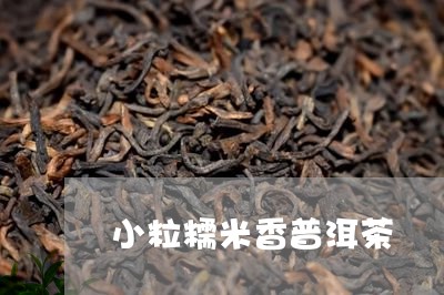 小粒糯米香普洱茶/2023041007382