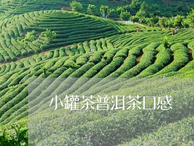 小罐茶普洱茶口感/2023041132513