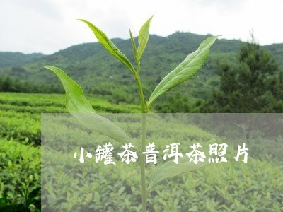 小罐茶普洱茶照片/2023041108372