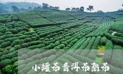 小罐茶普洱茶熟茶/2023041104047