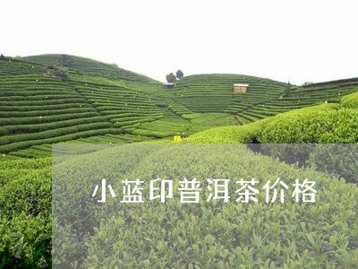 小蓝印普洱茶价格/2023041207371