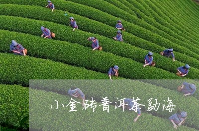 小金砖普洱茶勐海/2023033000503