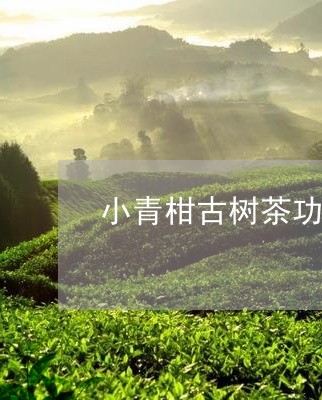 小青柑古树茶功效/2023032659405