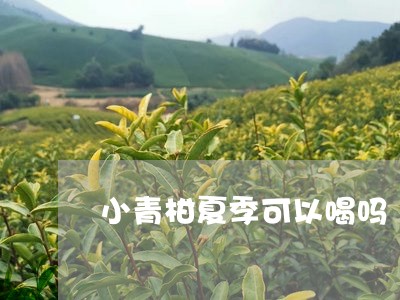 小青柑夏季可以喝吗/2023032229472